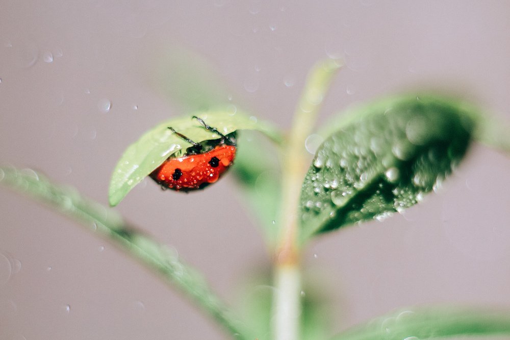 Дождливое утро