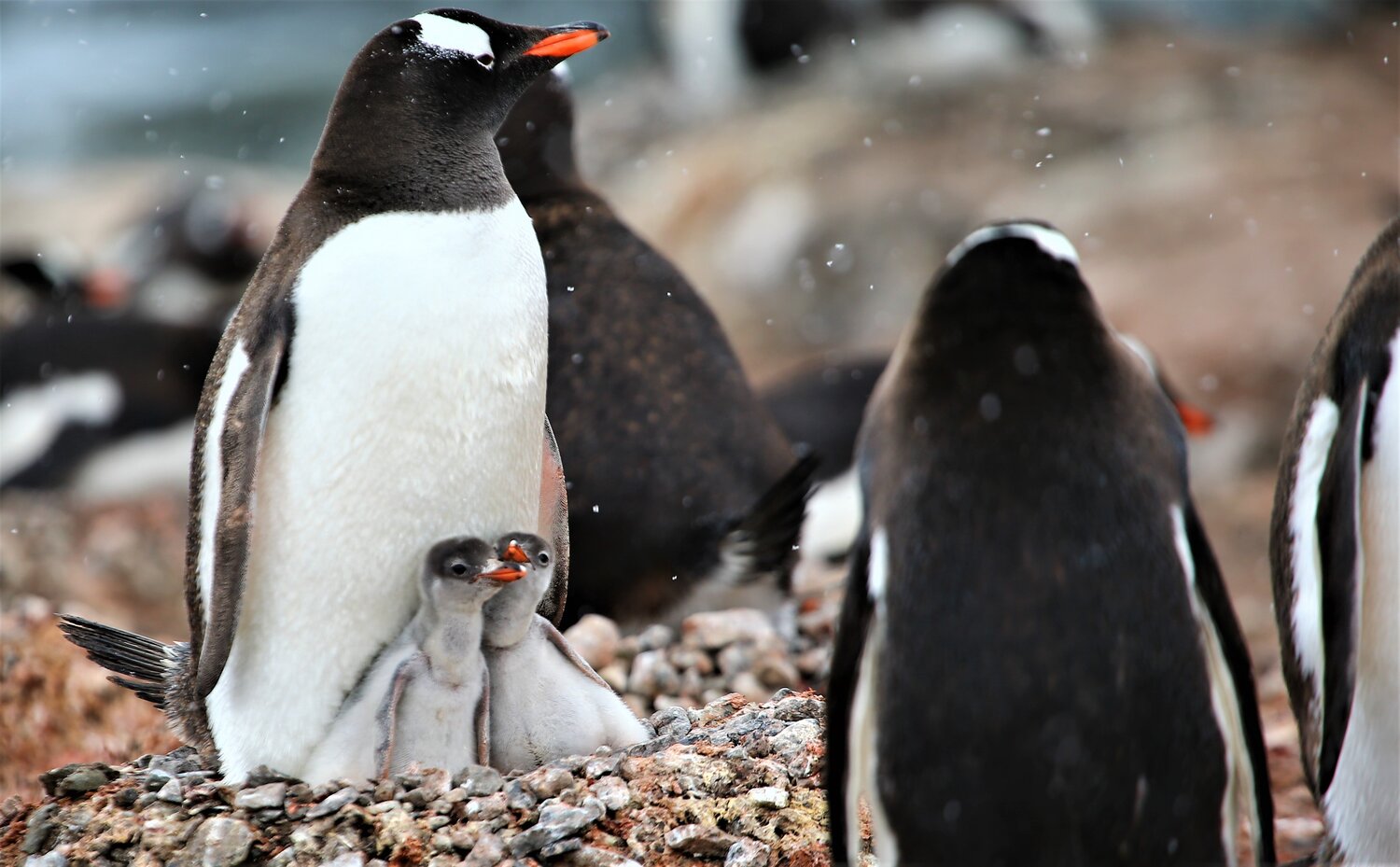 Penguin baby twins