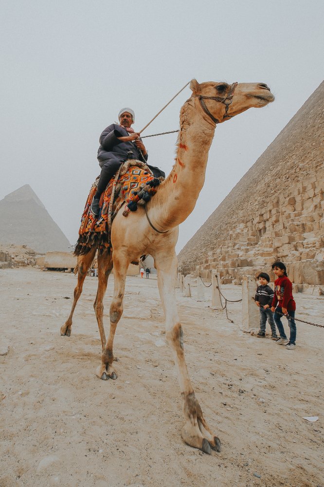 The Great Camel of Giza