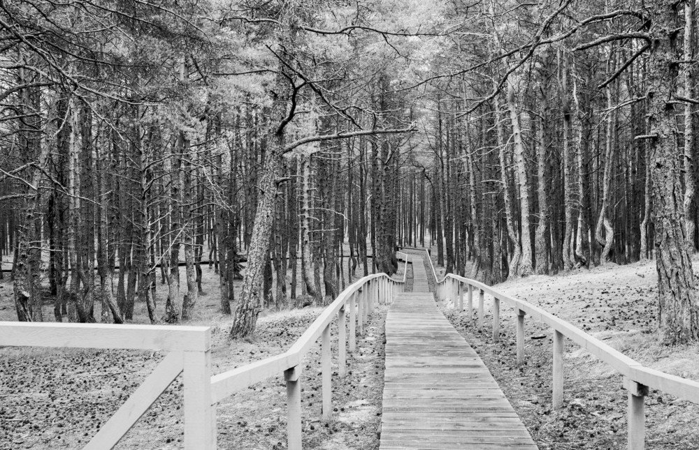 "Танцующий лес"