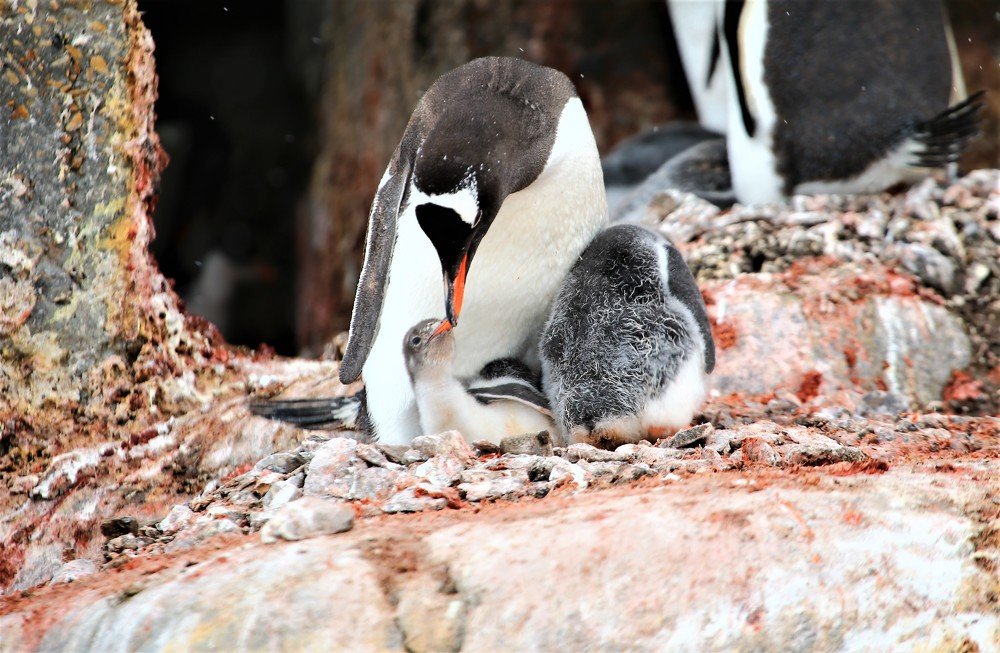Give me a kiss, mammy