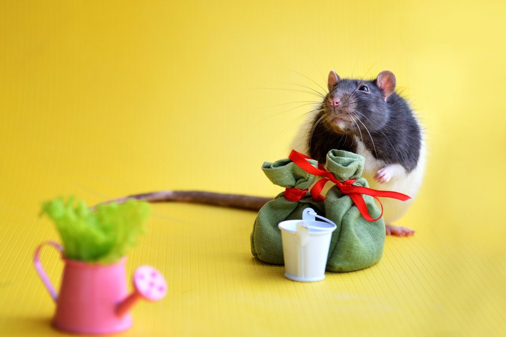 Слышь, хозяйка! Я тут пшенички припас - когда сажать будем?