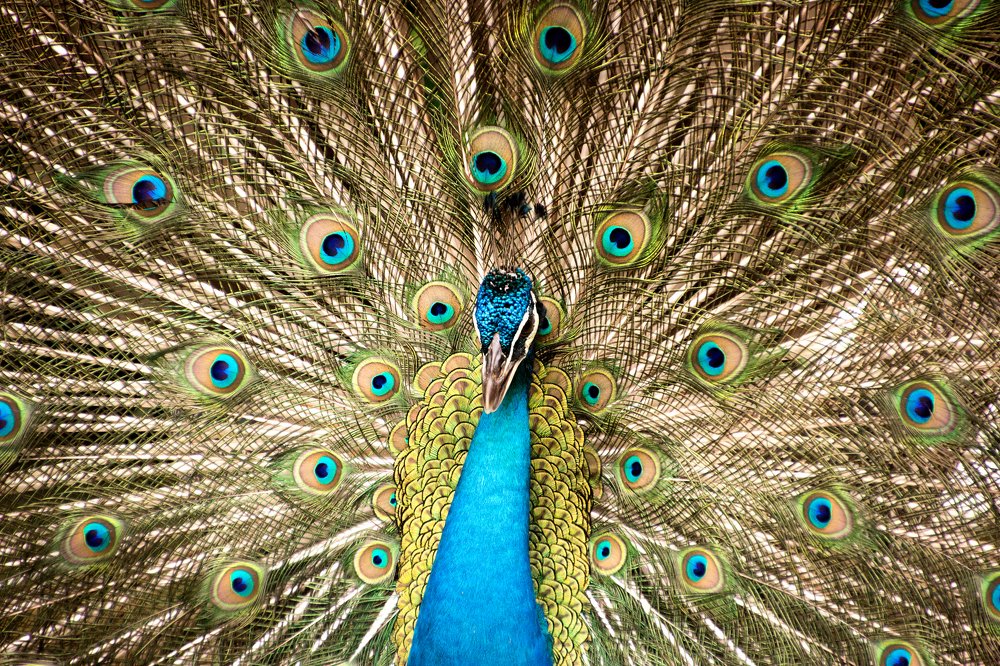 The majestic peacock