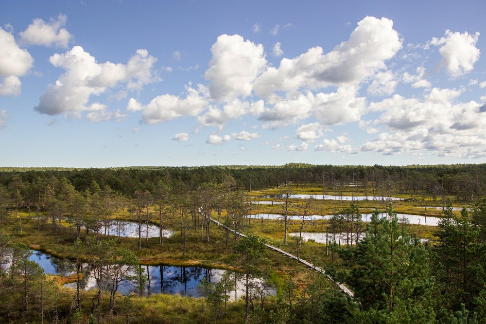 Wonderful estonian swamps