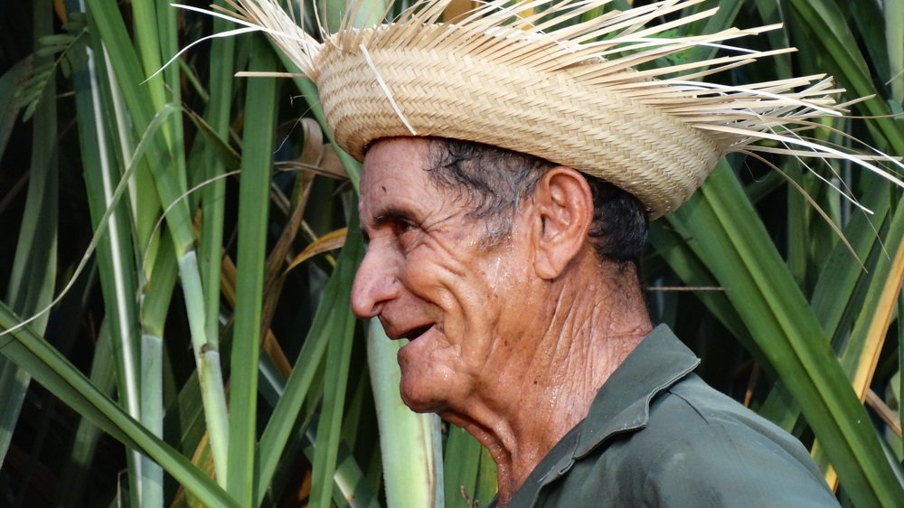 WORKER OF SUGAR
