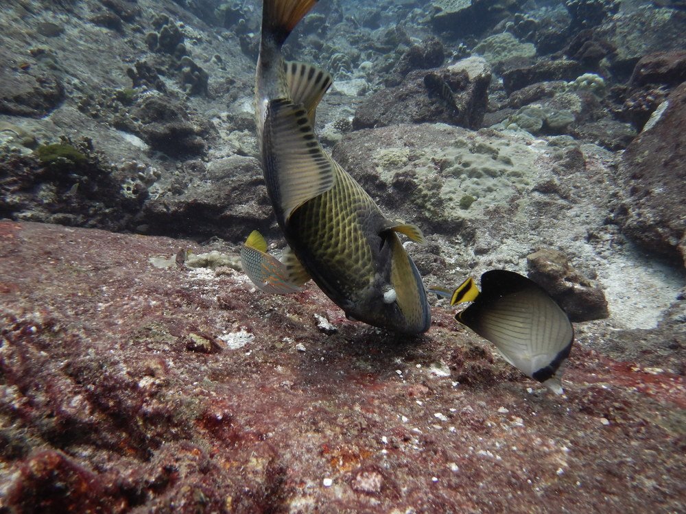 Голубоперый балистод