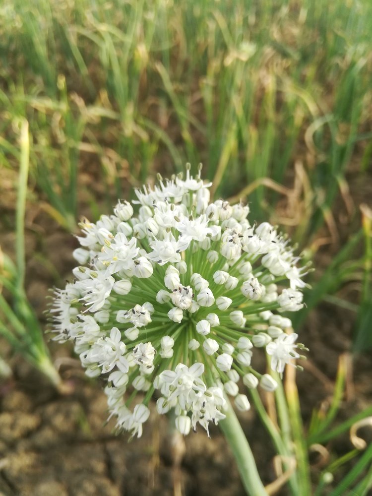 Onion flower