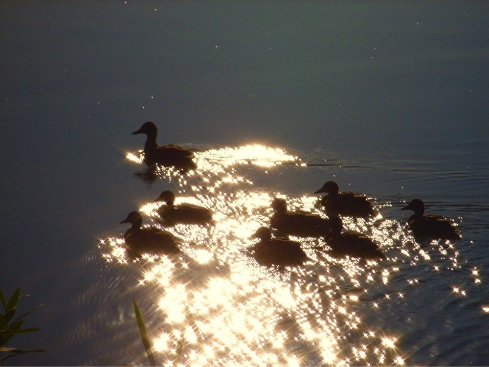 Утиные истории