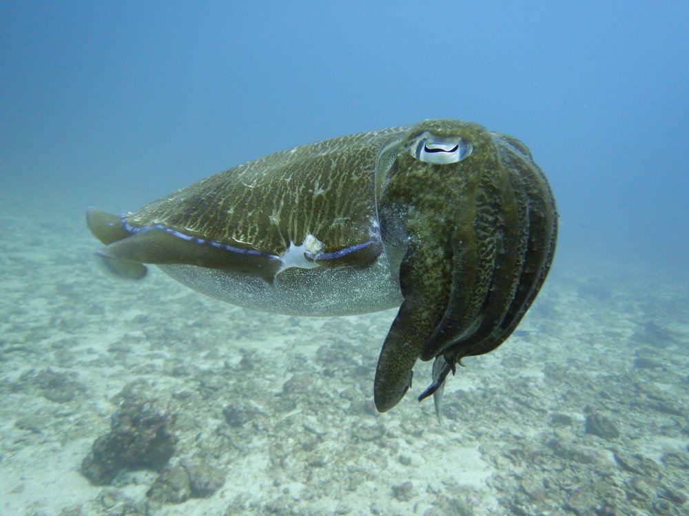 Каракатица