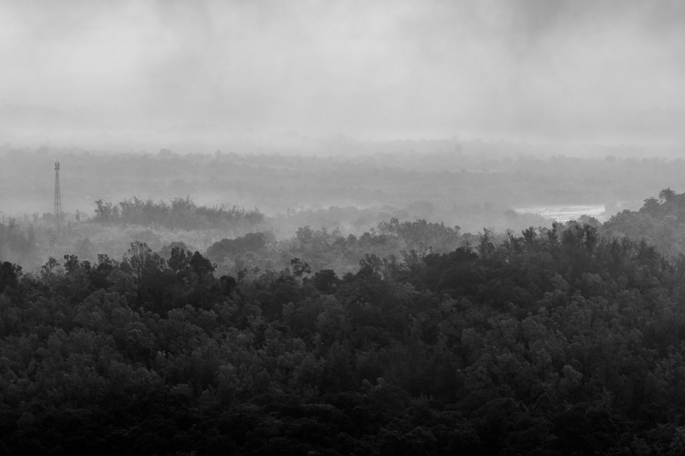 One of the last Rainforests