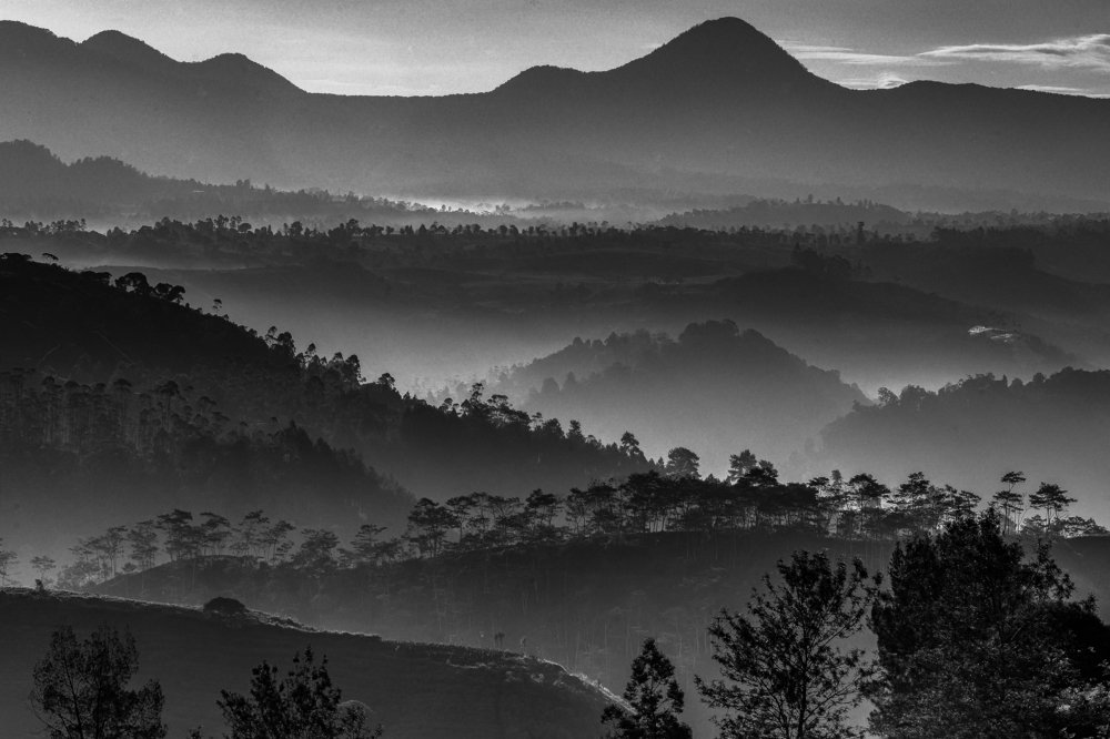 Beautiful Layers in Cukul Plantation Tea, Indonesia