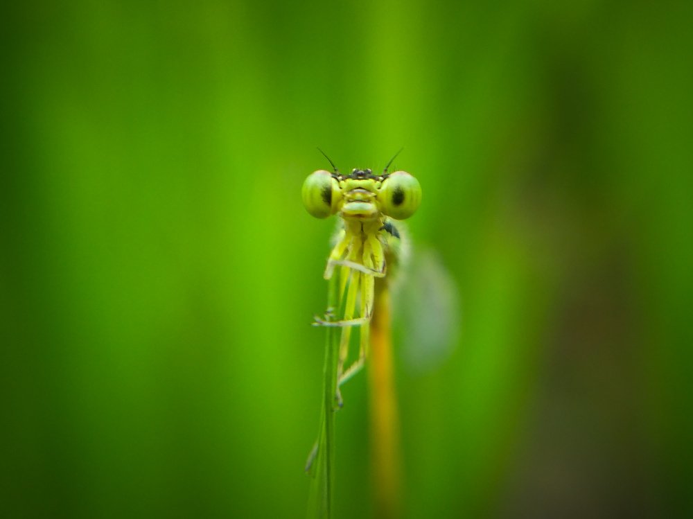Citrine Forktail