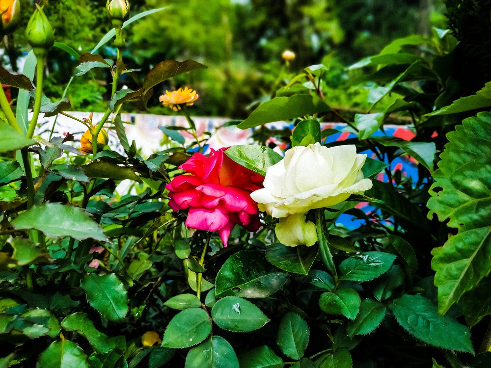 Smell the roses!