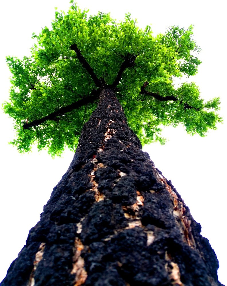 Взгляд снизу