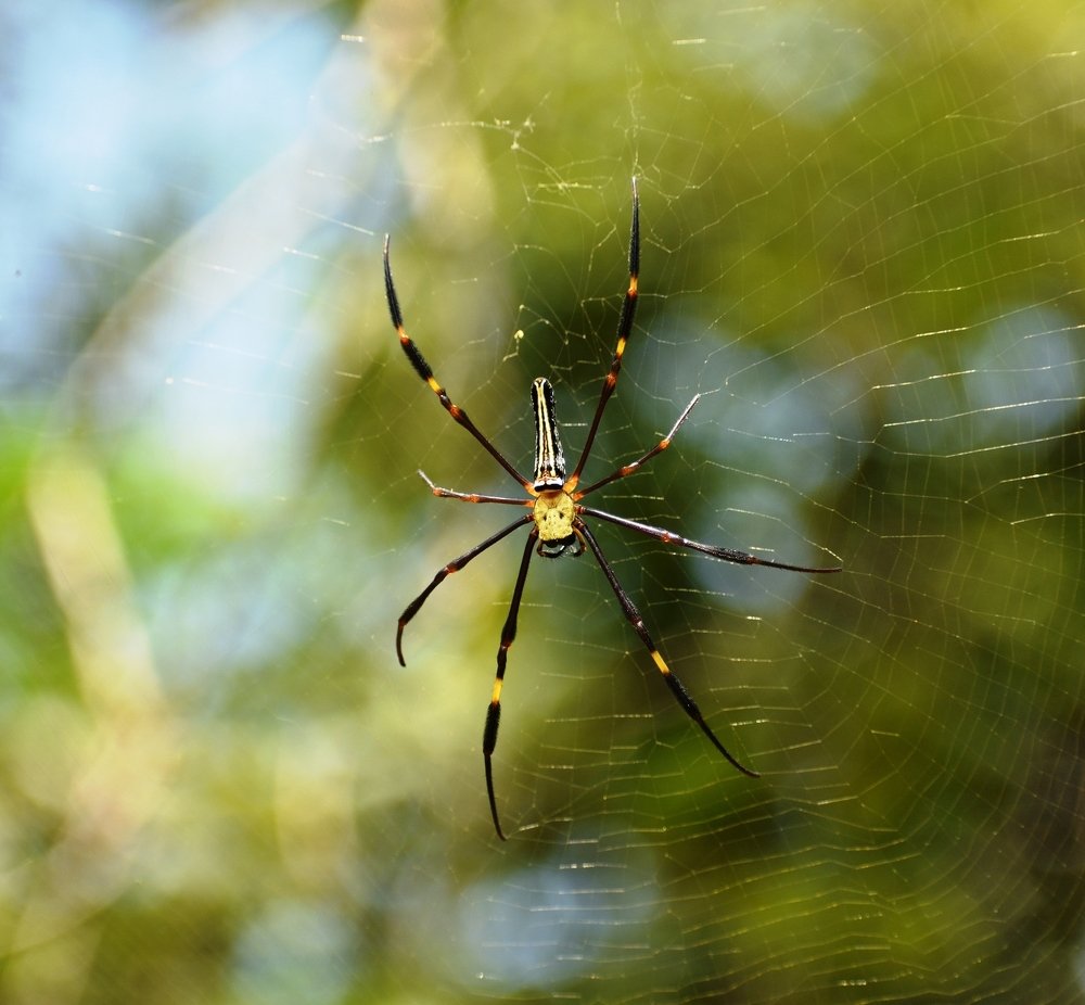 Spider of the Jungle