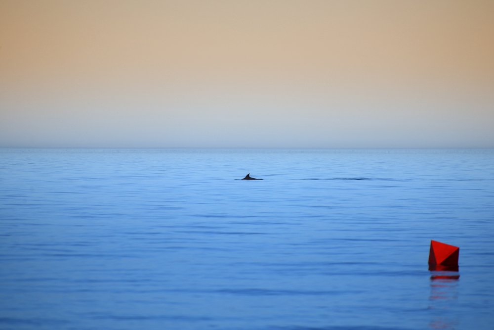 планета дельфинов