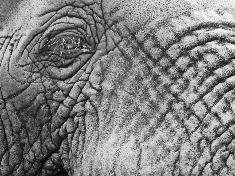 Elephant's eye