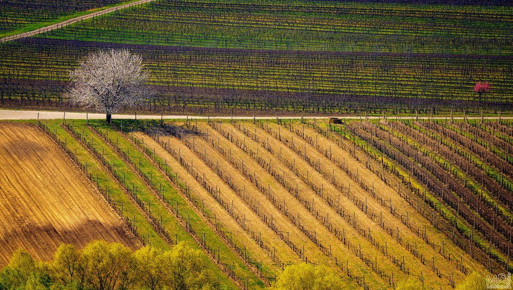 In the Moravian vineyards I.