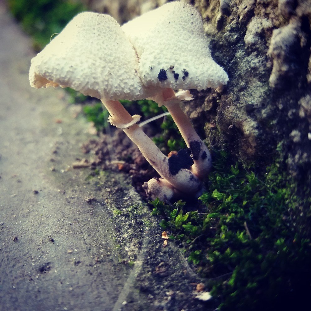 Mushrooms