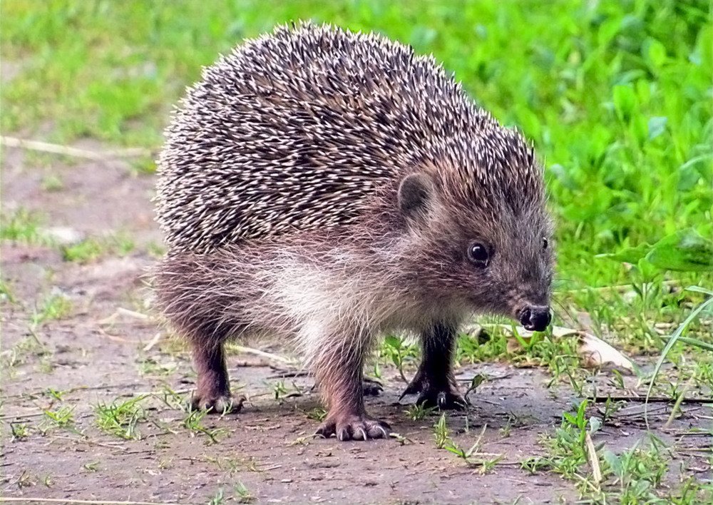 Ежик на ножках