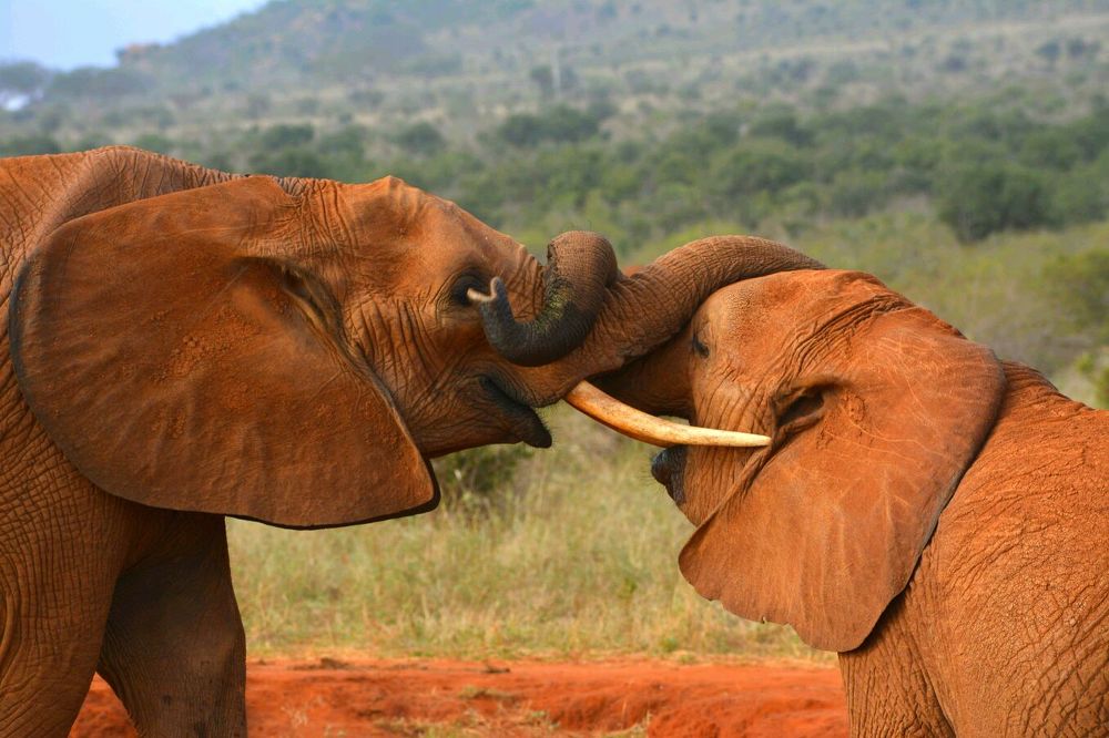 Two Young elephants