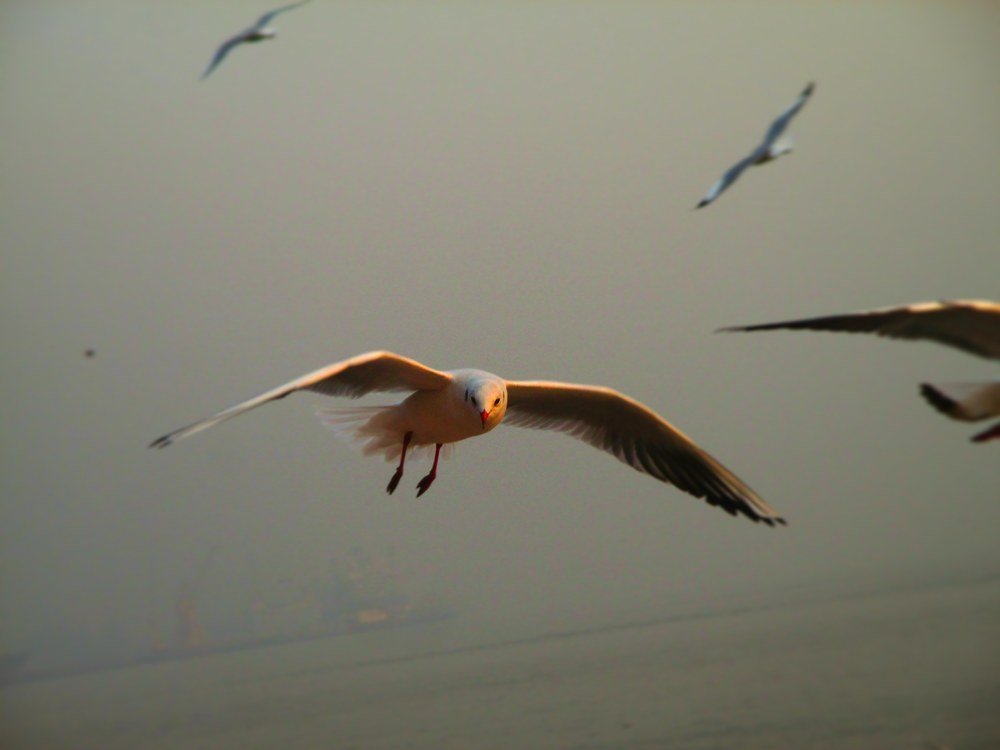 Fly freedom