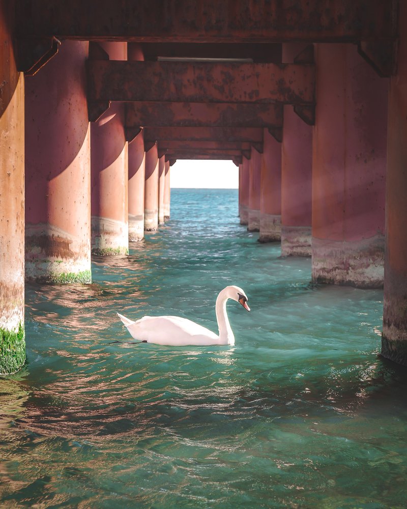 Одинокий лебедь в Сочи