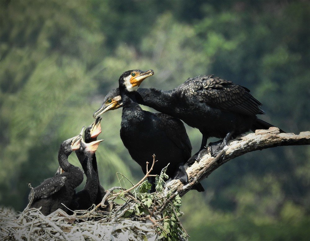 Cormorant baby feeding