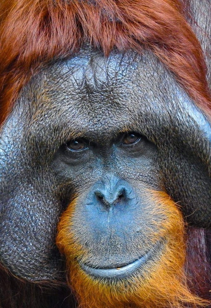 Bujang at samboja lestari