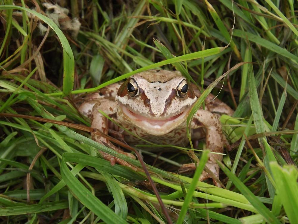 Улыбающаяся лягушка.