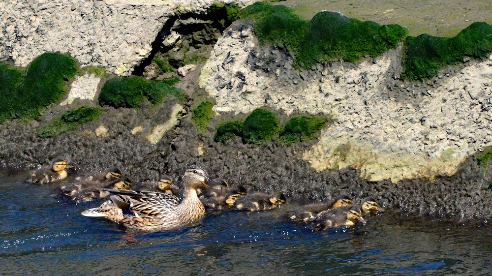 Mallard duck mother with her cluster of ducklings