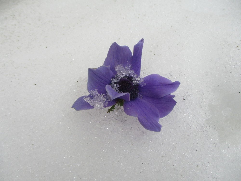 Flower in snow