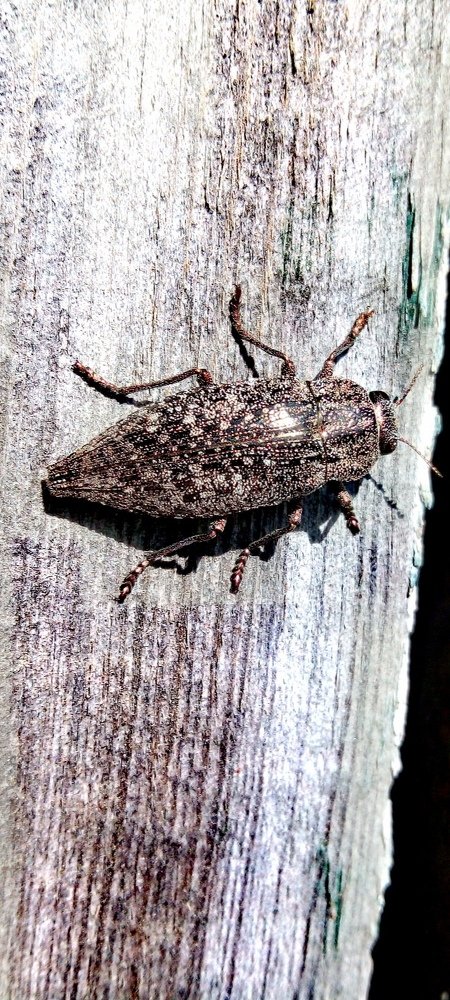 Жил на свете старый жук....