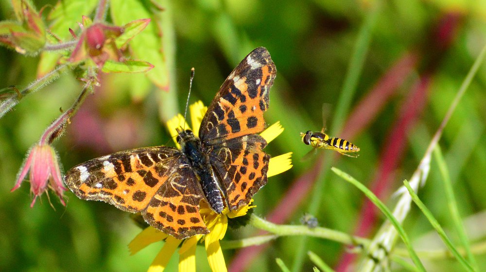 Map butterfly and it's buddy hoverfly