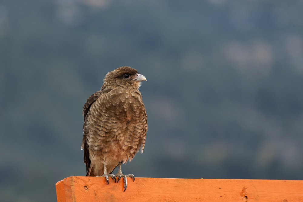 Caracara
