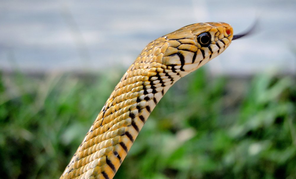 Snake of Snake charmers