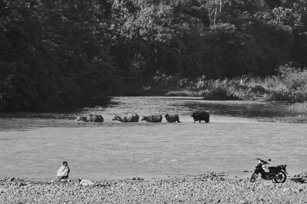 humans and buffaloes