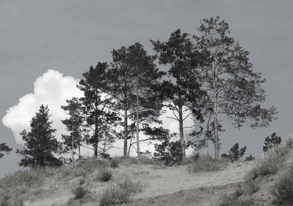 Облако дремлет в соснах