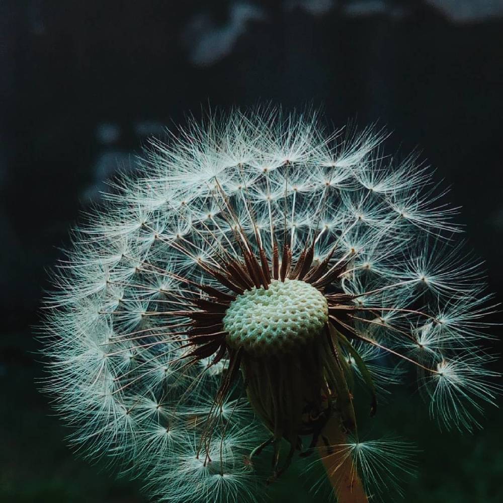 Dandelion