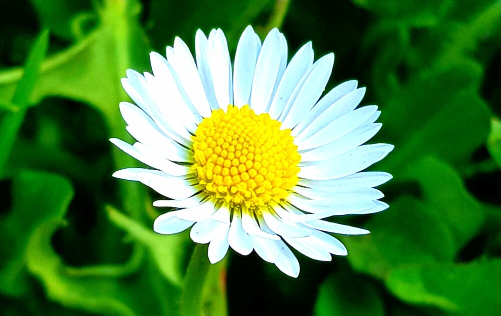 Flowerslover