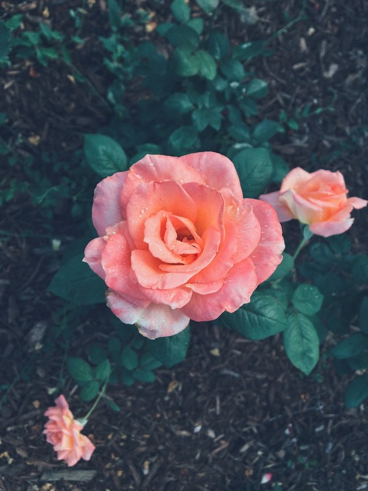 Roses after morning dew