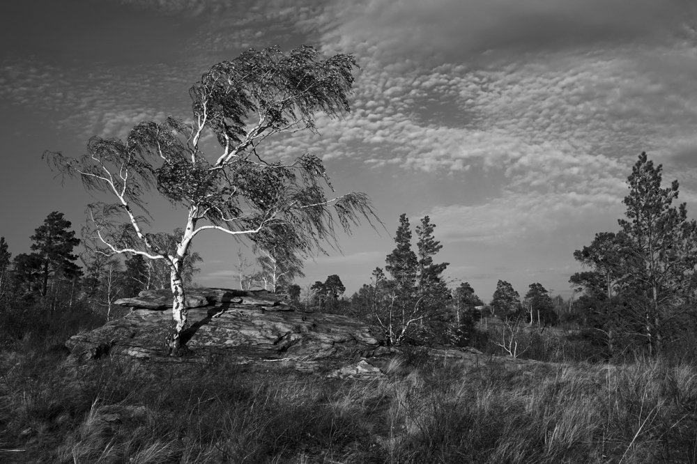 Карагайский бор 2