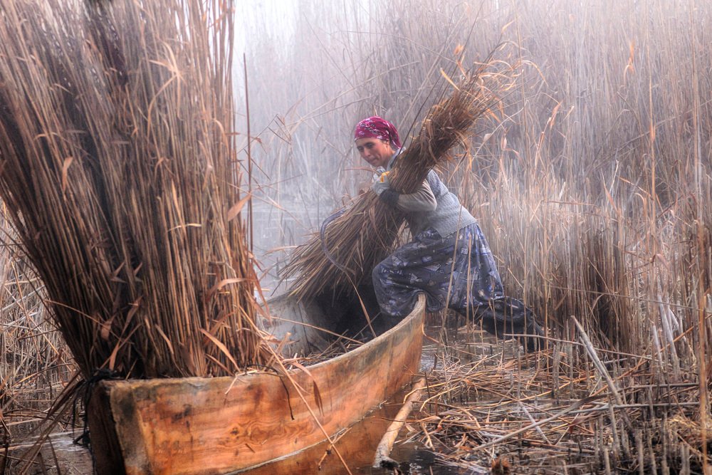 Kamış biçen kadın