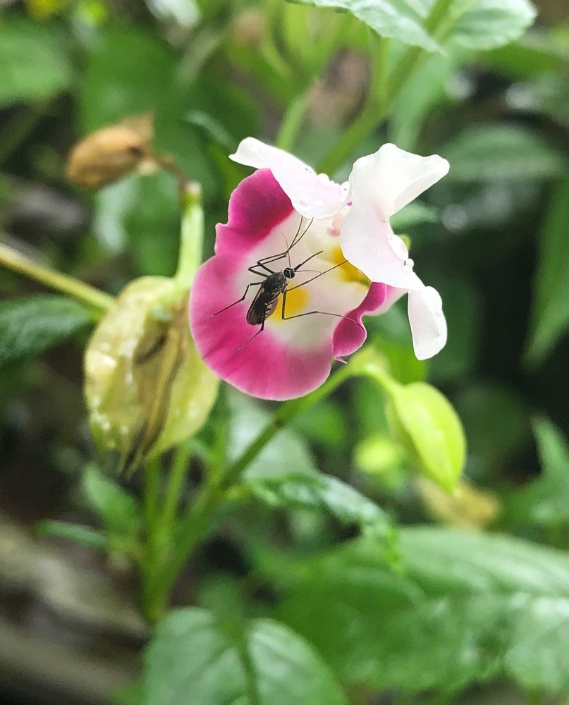 Flower and Mosquito