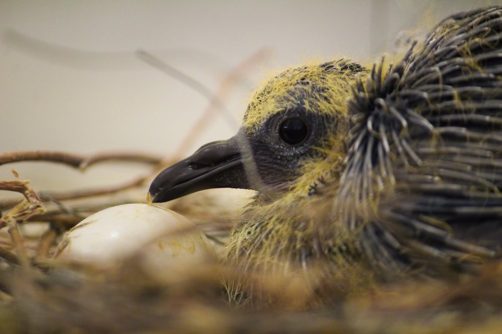 New Born Caring
