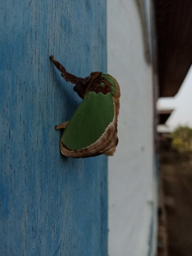 Moth