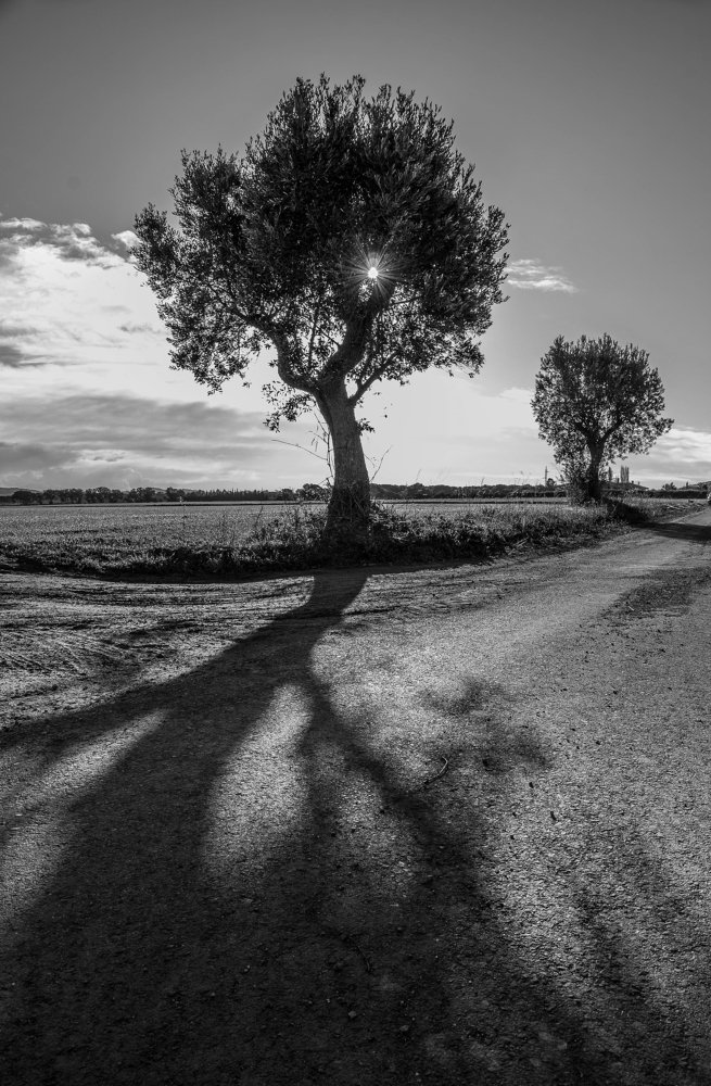 Shadow Dark Tree