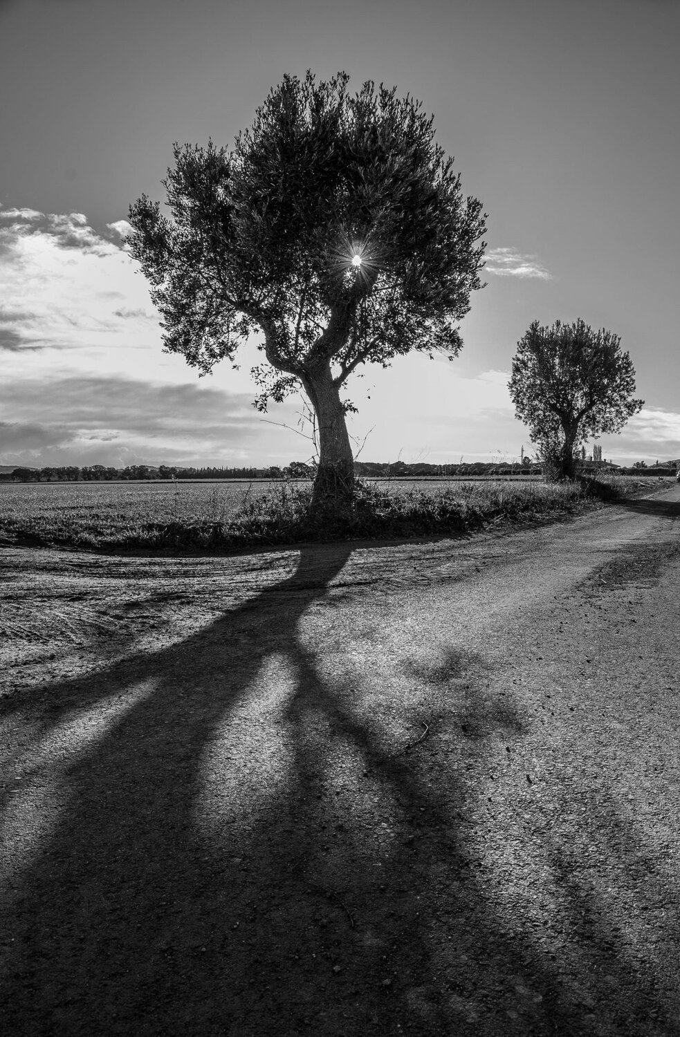 Shadow Dark Tree