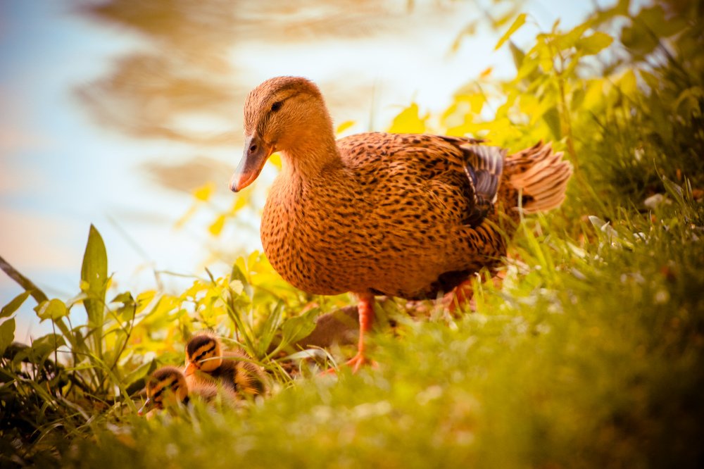 Утка с утятами