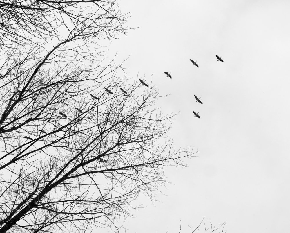 Домой потянуло